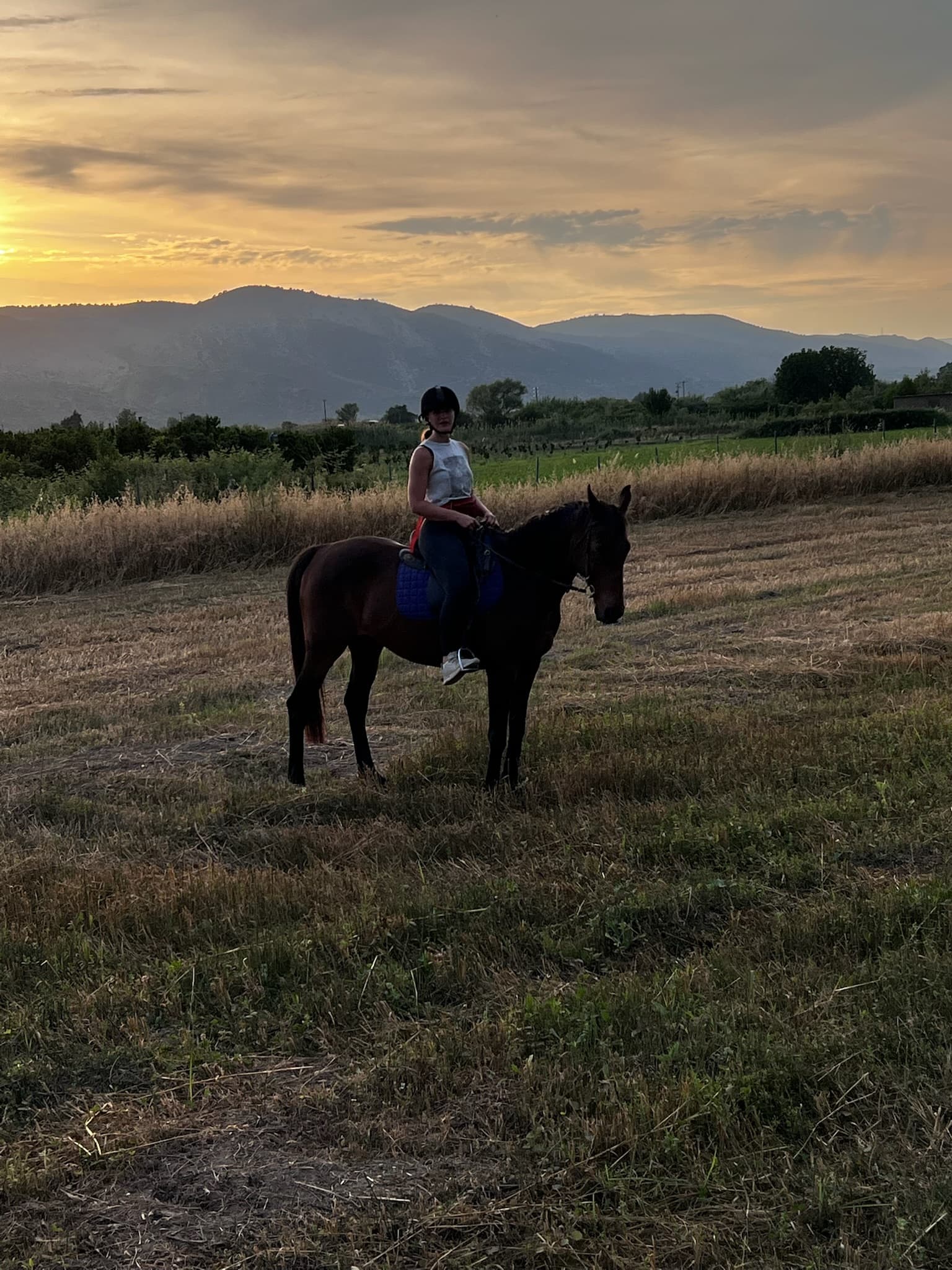 Farm horses by the river